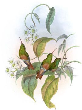 Fawn-Breasted Amazili, John Gould van Hummingbirds