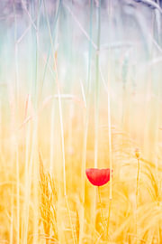 Poppy in a cornfield