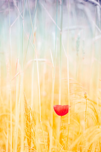 Coquelicot dans un champ de blé sur Ron van der Stappen