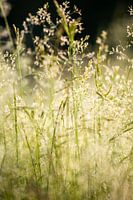 dreamy nature