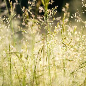 dreamy nature van Isa Dolk