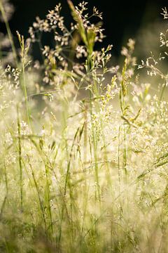 nature onirique sur Isa Dolk