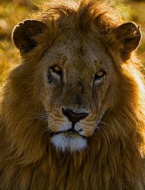 Lion head by Peter Michel