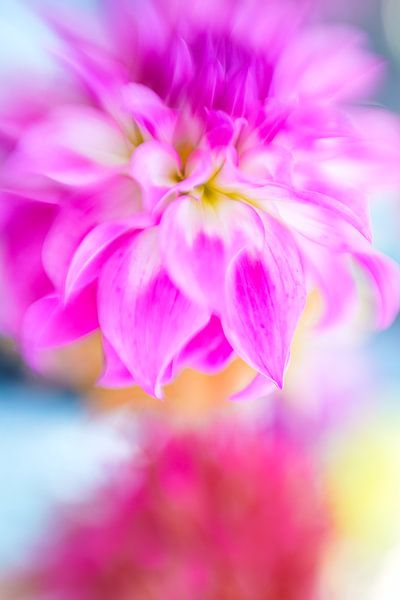 Colourful dalhias by Jan Linskens