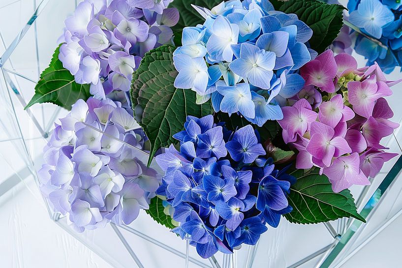 Hortensias par Poster Art Shop