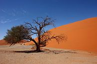 NAMIBIA ... Namib Desert Tree III van Meleah Fotografie thumbnail