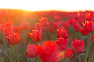 Bloeiende rode tulpen in een veld tijdens zonsondergang van Sjoerd van der Wal thumbnail