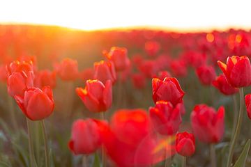 Bloeiende rode tulpen in een veld tijdens zonsondergang van Sjoerd van der Wal