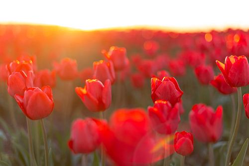 Bloeiende rode tulpen in een veld tijdens zonsondergang