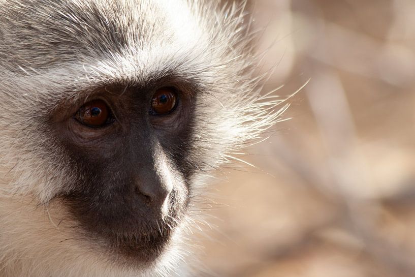 Close up of a Vervet monkey by Eric van Duijn