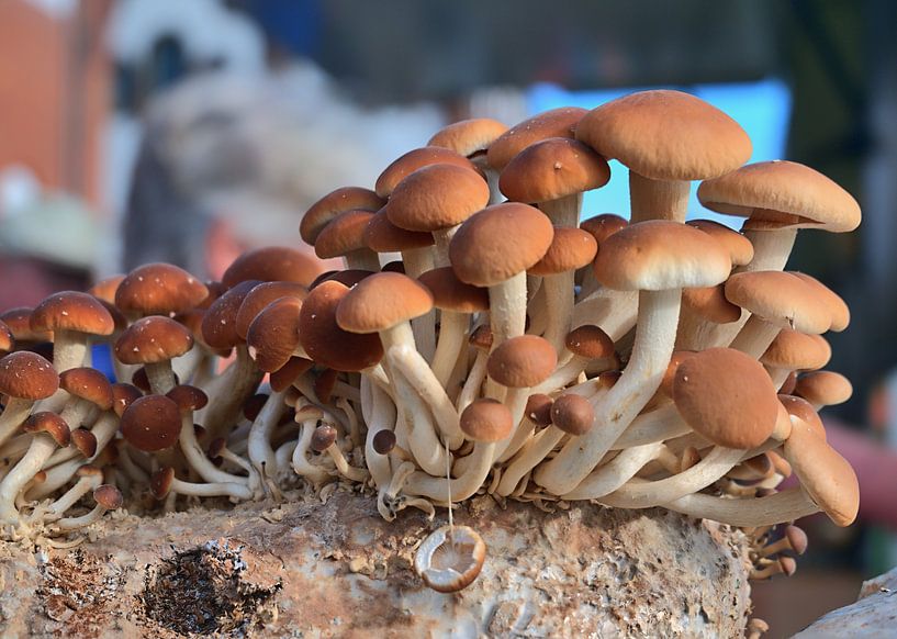 Kweek je eigen paddenstoelen van Edgar Schermaul