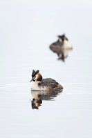 Grebes