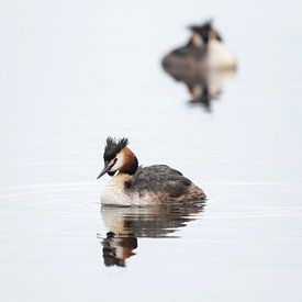 Grebes by Bart Hardorff