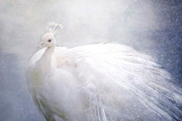 White peacock by Claudia Moeckel