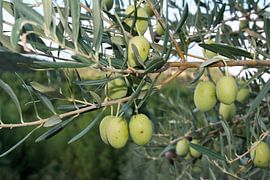 Olives by Floortje Mink