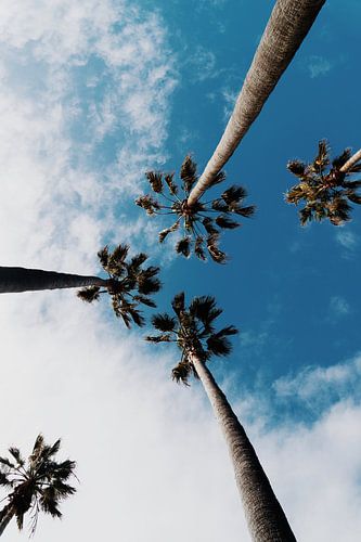 Palm Sky