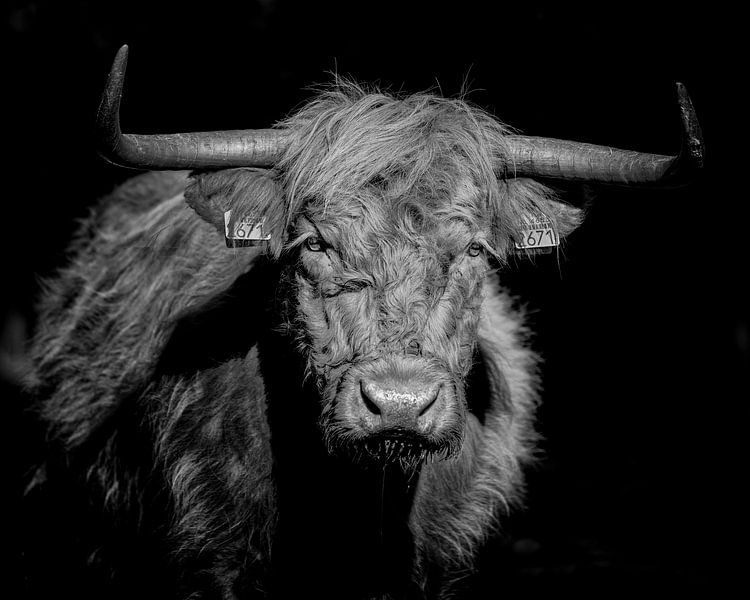 Schottischer Highlander, dunkel schwarz-weiß von Teun Ruijters