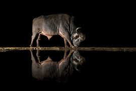 Mirror by Marco Pozzi