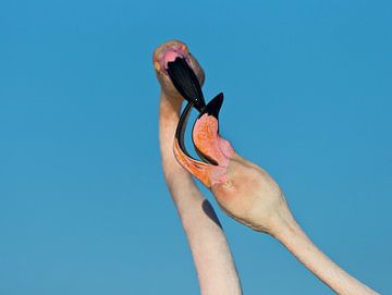 Greater Flamingo displaying von AGAMI Photo Agency