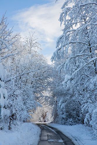 Winterwunderland im Garten und Wald mit Schnee
