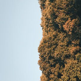 lucht en bos van Aron Weidenaar