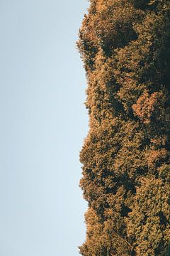 Luft und Wald von Aron Weidenaar