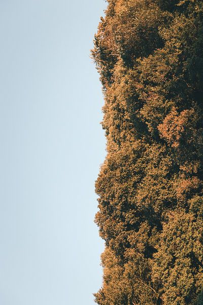 l'air et la forêt par Aron Weidenaar