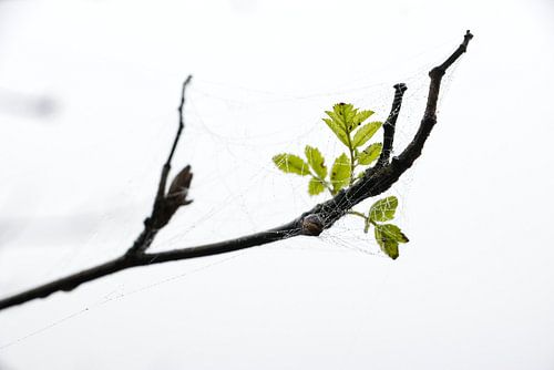 Toile d'araignée brumeuse autour de la branche