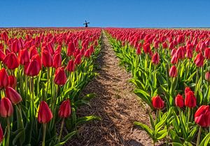 Rote Tulpen mit Mühle von Marcel van Balken