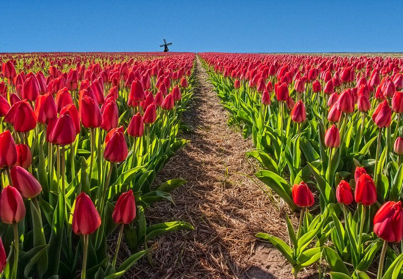 Red tulips with mill by Marcel van Balken