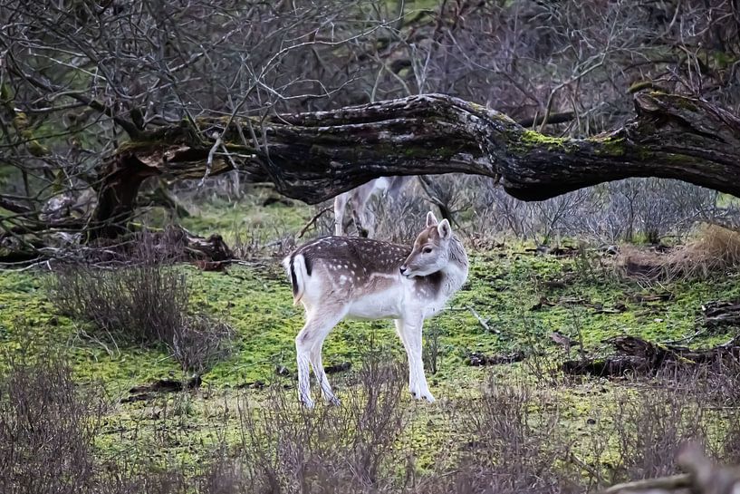Dutch Fallow deer by @world.on.your.wall