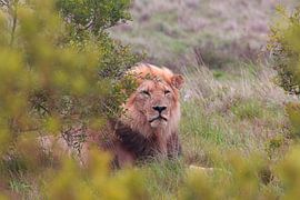 "Löwe versteckt sich in Savanne. von Capture the Moment 010