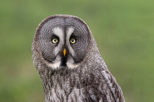 close-up van een laplanduil.