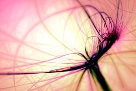 Fraktalgrafik von Markus Gann