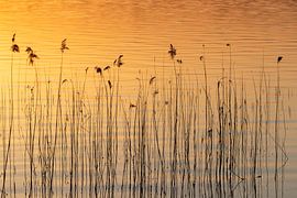 reed by Sven-Erik Arndt