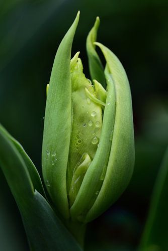 Green tulip bud with water drops