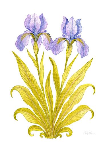 Iris van ingetogen elegantie
