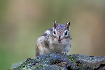 Siberische eekhoorn van Wilna Thomas