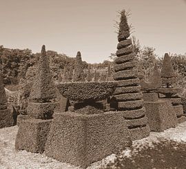 Koniferengarten in Sepia