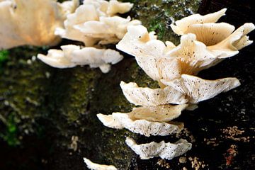 Meerdere witte paddenstoelen