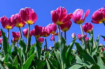 Des tulipes rouges rosées dans un champ de bulbes. sur Peter Bartelings