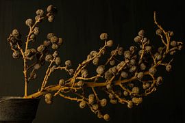 branche de dattes en boîte de conserve sur Aan Kant