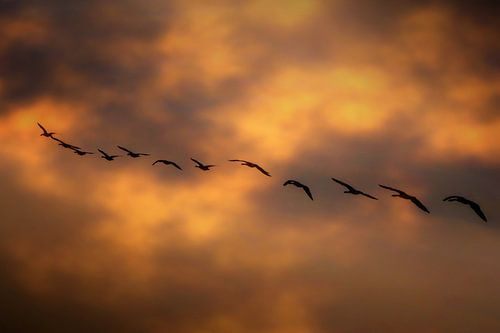 Flight of the Valkyries