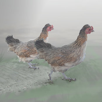 Les poulets s'éloignent du chemin