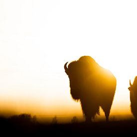 Bisons bij Zonsondergang van Alex Pansier
