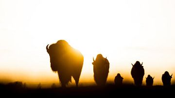 Bisons bij Zonsondergang