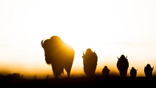 Bisons au Coucher du Soleil sur Alex Pansier