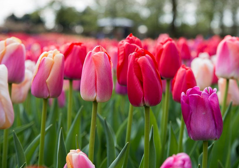 des tulipes rouges sur les champs de bulbes dans la cour de la cuisine par ChrisWillemsen