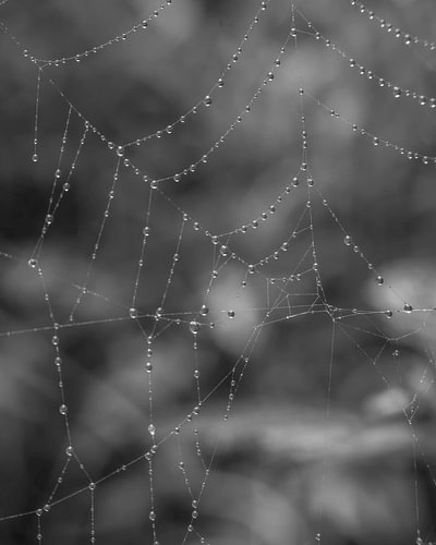 Dew Drops on Spider Web Macro Black and White Close-Up