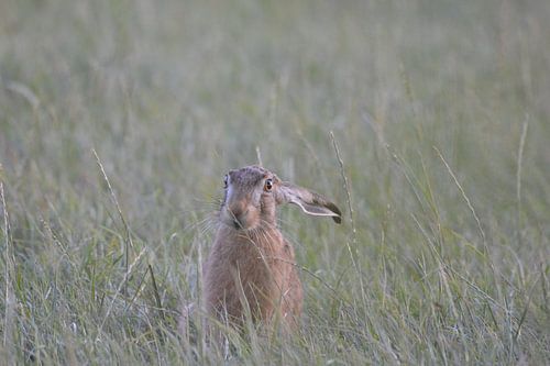 "genieten van de avond"